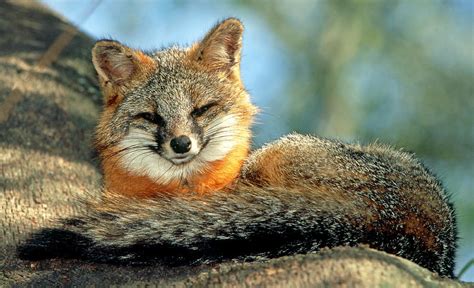 Grey Fox Urocyon Cinereoargenteus 9 Photograph By Millard H Sharp