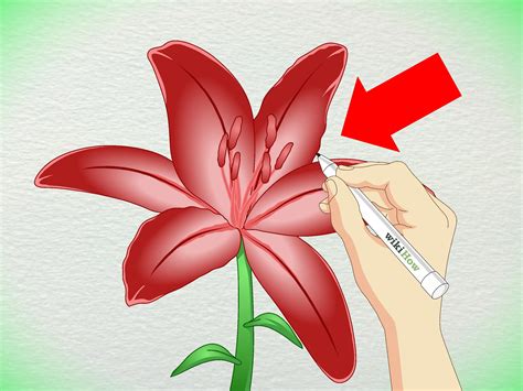 Ways To Draw A Lily Wikihow