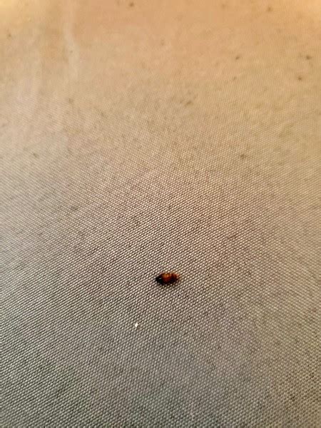 Little Brown Bugs In House Waldo Field