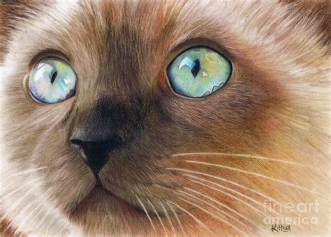Turquoise Eyes Drawing By Karen Hull
