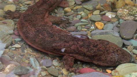 The Worlds Largest Amphibian Is This Newly Discovered Giant Salamander