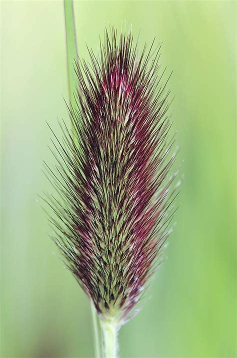 Wild Fountain Grass Seed Head Photograph By Colin Varndell Pixels
