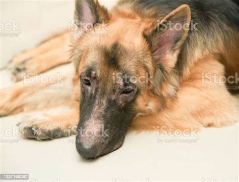 German Shepherd Dog Face With Skin Rash Problem Lying Down On Floor