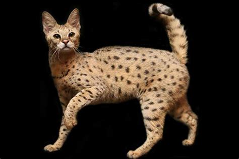 World Top 10 Most Expensive Cats Szd