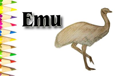Online free to print images & pdf. Emu Drawing at GetDrawings | Free download
