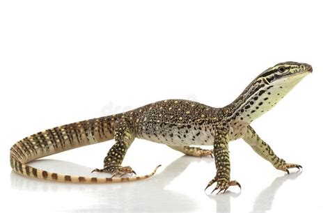 Argus Monitor Lizard Stock Image Image Of Species Animal 7959775