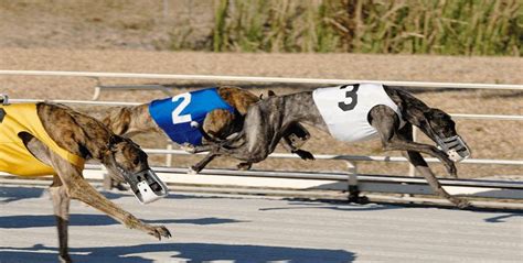 American Greyhound Racing Greyhound Racetrack Live Racing