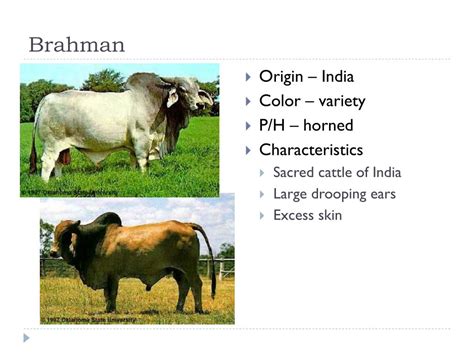 Brahman Cattle Characteristics Brahman Cattle For Sale African