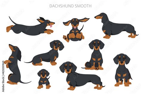 dachshund short haired clipart different poses coat colors set stock vector adobe stock