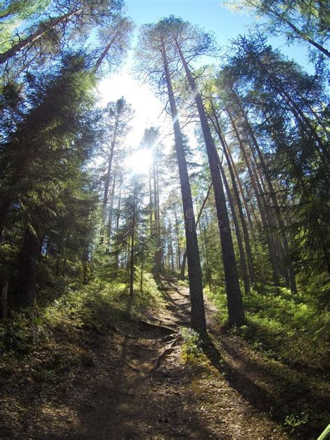 Summer Forest Trail With Sun Light Rays Shining Behind The Trees Stock