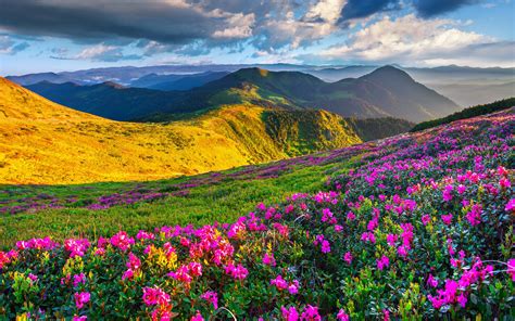 Beautiful Nature Area With Green Grass And Spring Flowers Mountain Horizon With Mountains And