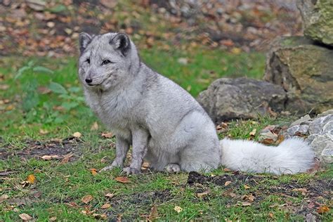 Arctic Fox Experience Kent Wildwood Group