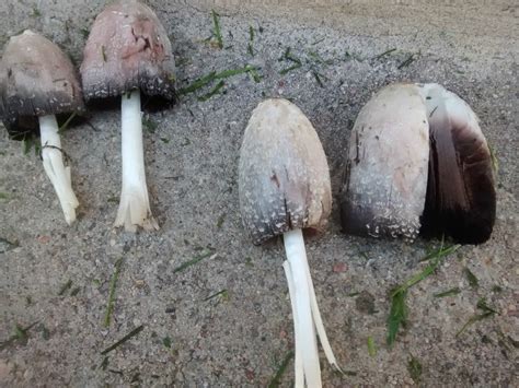 Edible Mushrooms That Grow In Colorado Wsmbmp