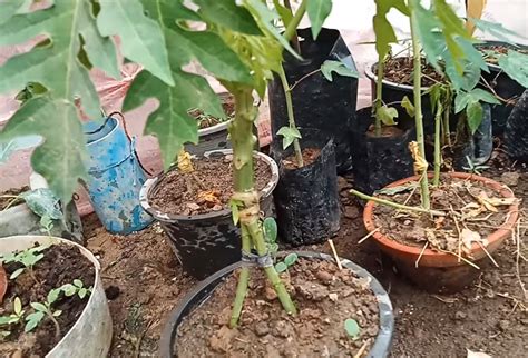 Selain itu cara menanam tebu yang paling pentih adalah memperhatikan curah hujan. Cara Tanam Pokok Betik Super Kerdil Supaya Berbuah Diatas ...
