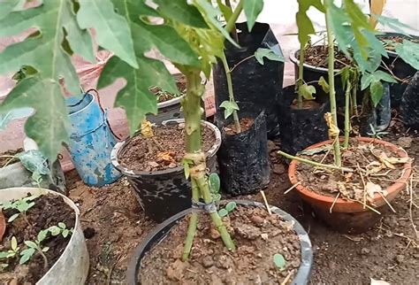 Foto lucu gokil tentang raisa. Cara Tanam Pokok Betik Super Kerdil Supaya Berbuah Diatas ...
