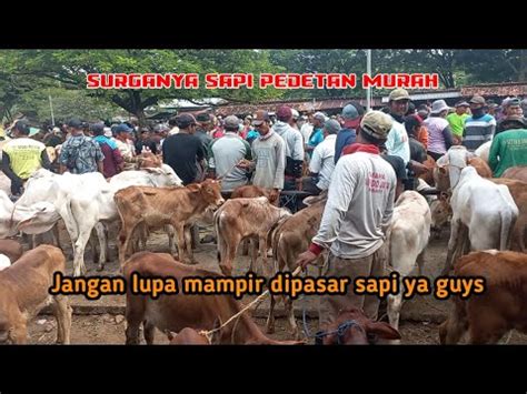 Harga Pasar Sapi Pedetan Pasar Sapi Wirosari Surganya Sapi Pedetan