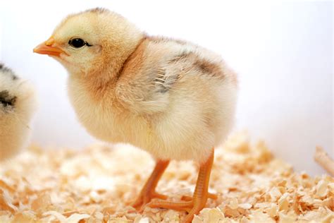 Fileday Old Chick Wikimedia Commons