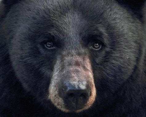 Black Bear Wild Black Bear Close Up Yellowstone Np