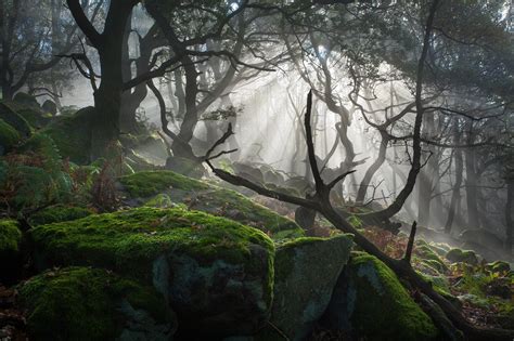 Light Forest Rocks Fog Mist Wallpapers Hd Desktop And Mobile