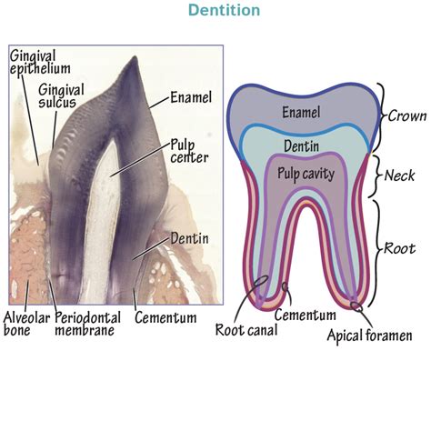 Histology Glossary Tooth Anatomy And Histology Draw It To Know It
