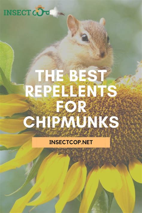 What Is The Best Chipmunk Repellent