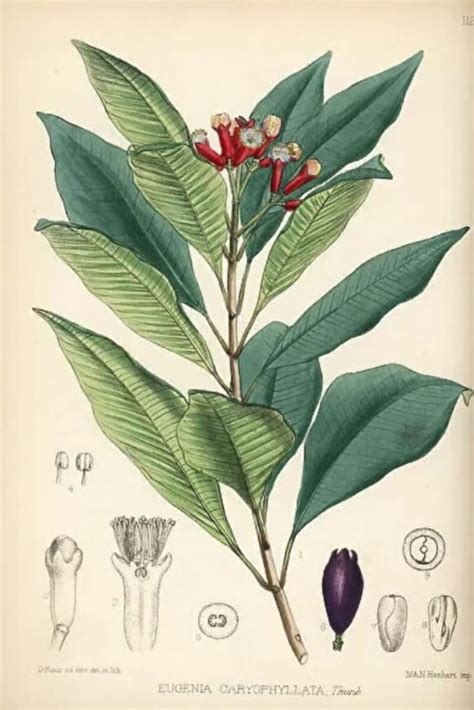 Cravinho Syzygium Aromaticum L Merr Et Pert