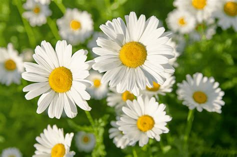 Daisies Flowers Meaning Best Flower Site