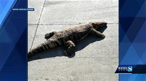 Arl Called Over 5 Foot Alligator That Turned Out To Be A Toy