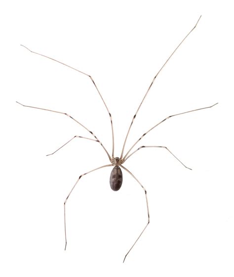 Cellar Spider Identification Habits And Behavior Leos Pest Control