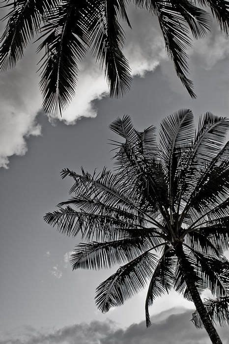 Tumblr Black And White Palm Tree Wallpaper Georgiananyc