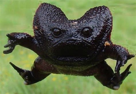 Meet African Rain Frogs That Look Like Angry Avocados And Have The Most