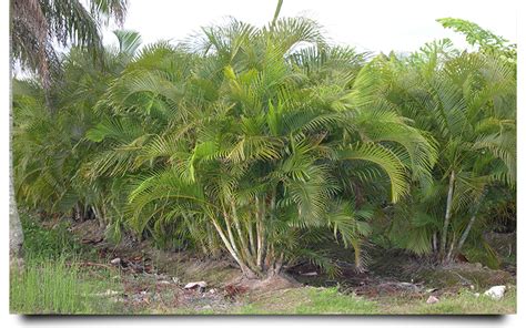 Areca Palm Cape Coral