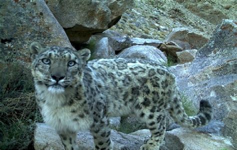 Local Communities Key In Conservation Of Snow Leopards Study