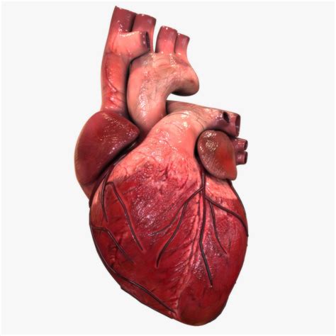 Real Human Body Heart Related Keywords And Suggestions Real Human Body