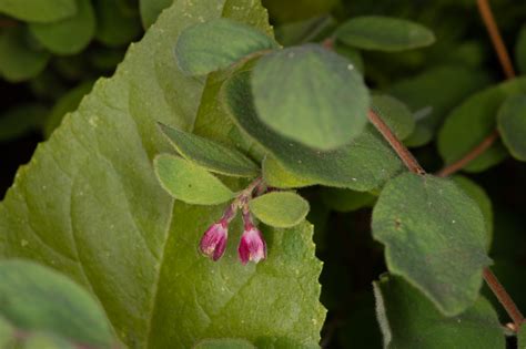Plant Of The Month Snowberry