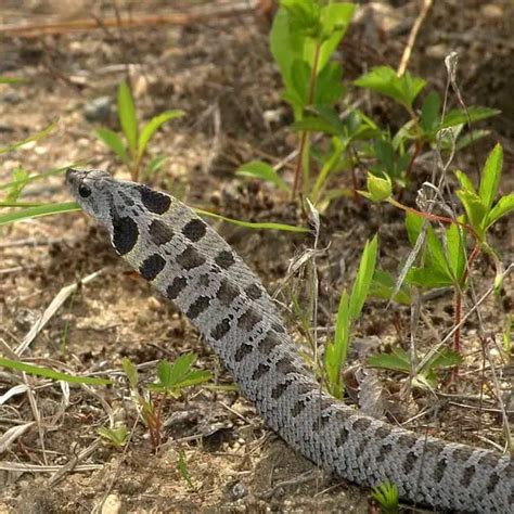 Heterodon Platirhinos Eastern Hognose Snake Usa Snakes