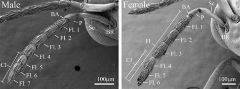 Sexual Dimorphism Of Antennal And Ovipositor Sensilla Of Tetrastichus Sp Hymenoptera