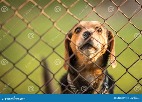 Cute Guard Dog Behind Fence Barking Stock Image Image Of Lonely
