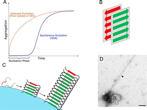 Frontiers Disentangling The Amyloid Pathways A Mechanistic Approach