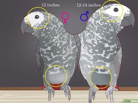 How To Tell The Sex Of Parrots 12 Steps With Pictures Artofit