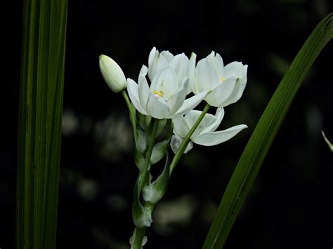 Appartiene alla famiglia botanica delle portulacaceae. Gruppo di Fiori bianchi | JuzaPhoto