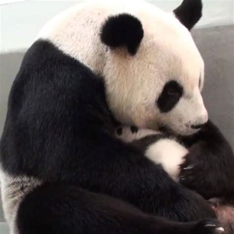 Baby Panda Reunion With Mom Is Cutest Thing On Internet Today Baby