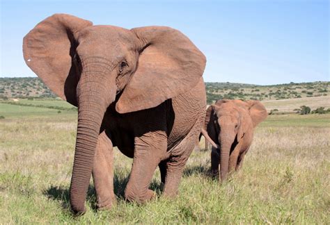 | meaning, pronunciation, translations and examples. Ivory poaching has caused elephants to begin to evolve ...
