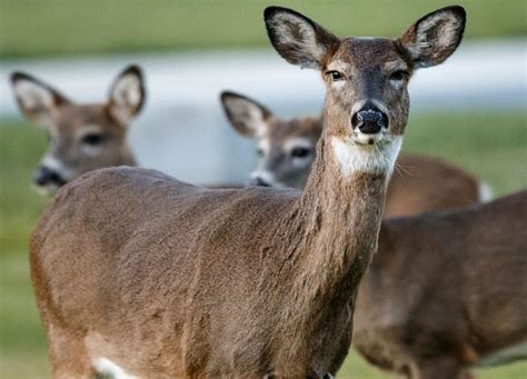 The 13 Nj Counties That Cleaned Up The Most Dead Deer In 2018