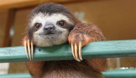 8 Awesome Things You Didnt Know About Sloths The Dodo