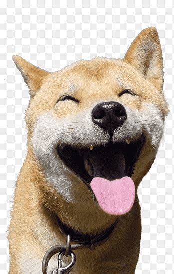 Download free png images, pictures and cliparts with transparent background in best resolution and high quality(hq) and icons. 무료 다운로드 | 갈색 시바 이누, Doge 날씨 시바 이누 Doge 클릭 Doge ...