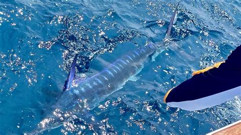 2022 East Coast Big Money Marlin Tournament Recaps White Marlin Open