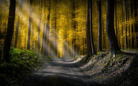3840x2400 Forests Roads Rays Of Light Uhd 4k 3840x2400 Resolution