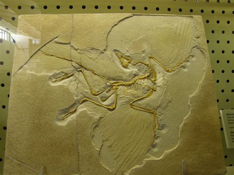 Archaeopteryx Rwgaebel Flickr