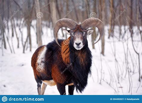 Mouflon Male Ovis Musimon In The Winter Forest Horned Animal In Nature
